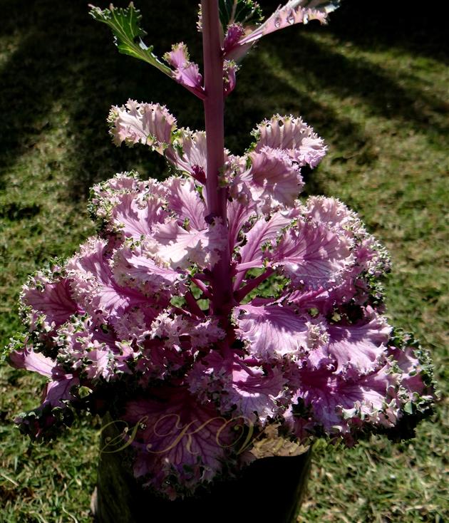  Stem with leaves